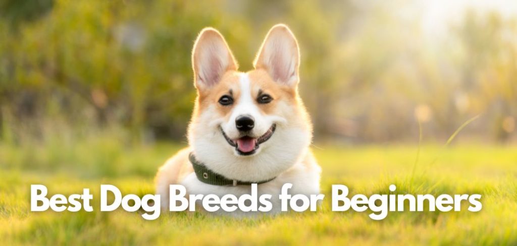 Best Dog Breeds for Beginners