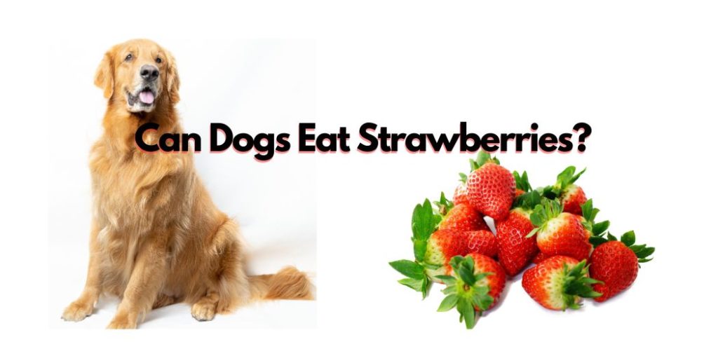 Can Dogs Eat Strawberries